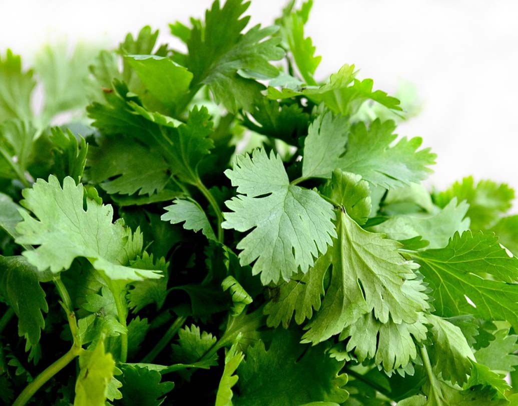 ধনেপাতা: ত্বকের র‌্যাশ ও চুলকানিতে আয়ুর্বেদিক টোটকা হিসেবে কাজ করে ধনেপাতা। মুখে ধনেপাতা পেস্ট মুখে লাগিয়ে রাখুন ৩০ মিনিট। জল দিয়ে ধুয়ে ফেলুন। প্রতি দিন সকালে ধনেপাতার রসও খেতে পারেন।