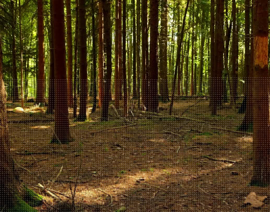 জাপানিরা সুস্থ থাকতে ফরেস্ট ব্রিদিং করেন। আমাদের শহুরে জীবনে জঙ্গল নেই। এতে চিন্তার কিছুই নেই। হাঁটতে গিয়ে পার্কের হাওয়া, পরিবেশও একই কাজ করবে।