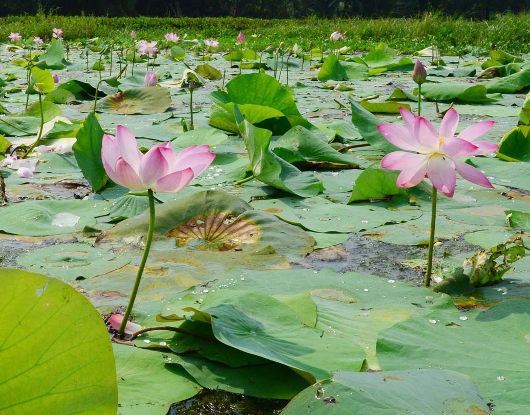 শারদ প্রাতে পদ্মের শোভা। বেজে উঠেছে আগমনীর সুর।