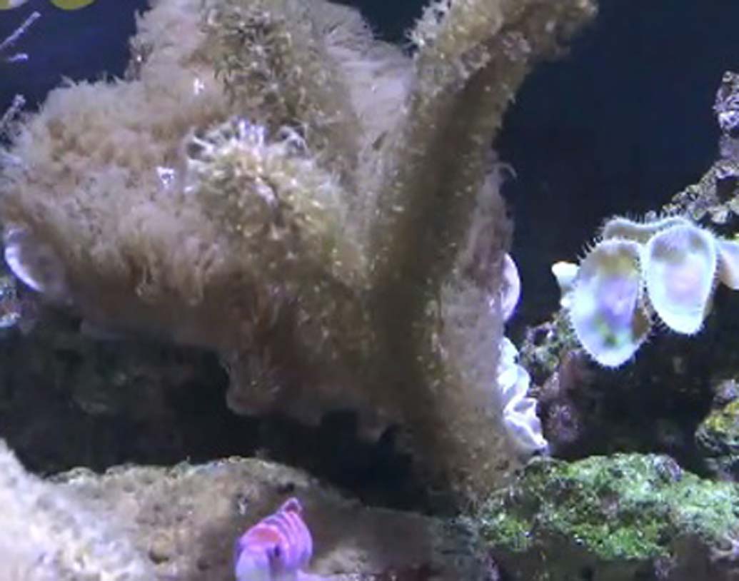 জলের তলার এই লুকিয়ে থাকা আশ্চর্যটি আবিষ্কার করেন শিকাগোর ইলিনয়েস বিশ্ববিদ্যালয়ের বিজ্ঞানীরা। বিশেষজ্ঞরা জানিয়েছেন, গ্লুমি অক্টোপাসরাই তৈরি করেছে এই আশ্চর্য শহর। এই অক্টোপাসদের বিজ্ঞানসম্মত নাম- অক্টোপাস টেট্রিকাস।