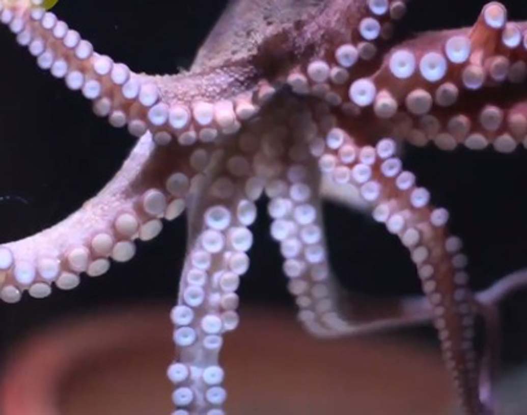 ২০০৯ সালে প্রথম অক্টোপাসদের তৈরি এমন ‘শহর’-এর দেখা মিলেছিল। এ নিয়ে দ্বিতীয়বার এমন ‘শহর’-এর দেখা মিলল। নতুন এই ‘শহর’টি আগেরটির থেকে কয়েকশো মিটার দূরে। জলের উপরিতল থেকে প্রায় ১০-১৫ মিটার নীচে নতুন এই শহর ‘অক্টলান্টিস’।