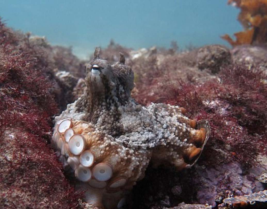 পাথর, বালি, শিকার করা প্রাণীর দেহাবশেষ দিয়ে তৈরি গোটা ‘শহর’টি। মোট ১৩টি অক্টোপাসের বাস এই ‘শহর’-এ।