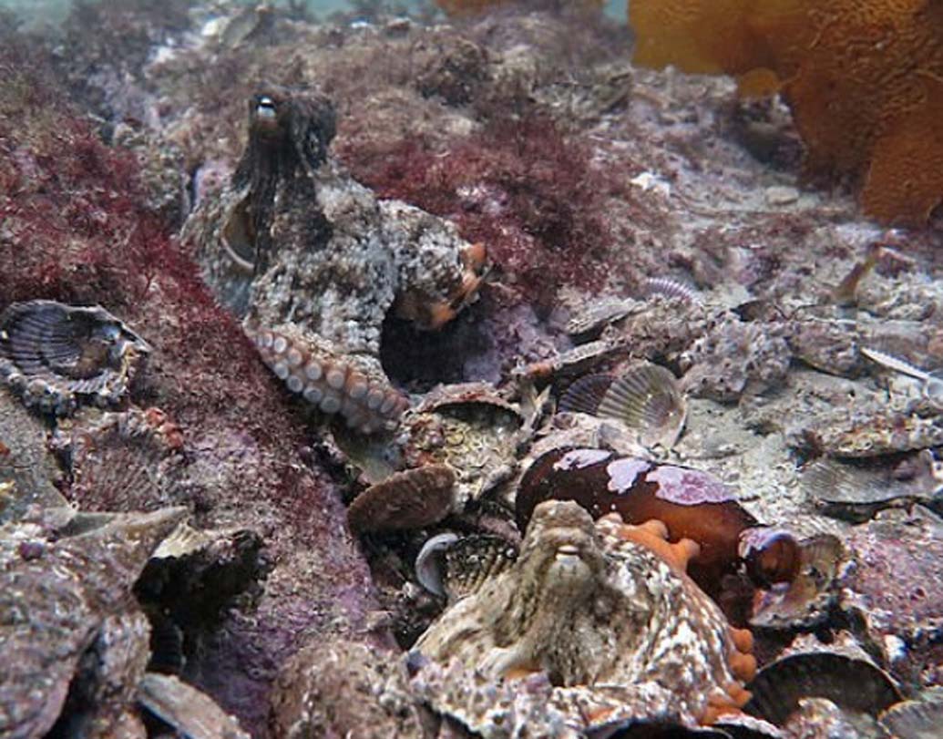 পুরো এলাকাটির উপর নজরদারি চালানোর জন্য চারটি ক্যামেরা লাগিয়ে টানা ১০ ঘণ্টা রেকর্ডিং করেছিলেন বিজ্ঞানীরা। ‘শহর’টিতে বসবাসকারী অক্টোপাসদের মধ্যে রীতিমতো সামাজিক ব্যবহার লক্ষ্য করেছেন বলে দাবি তাঁদের।