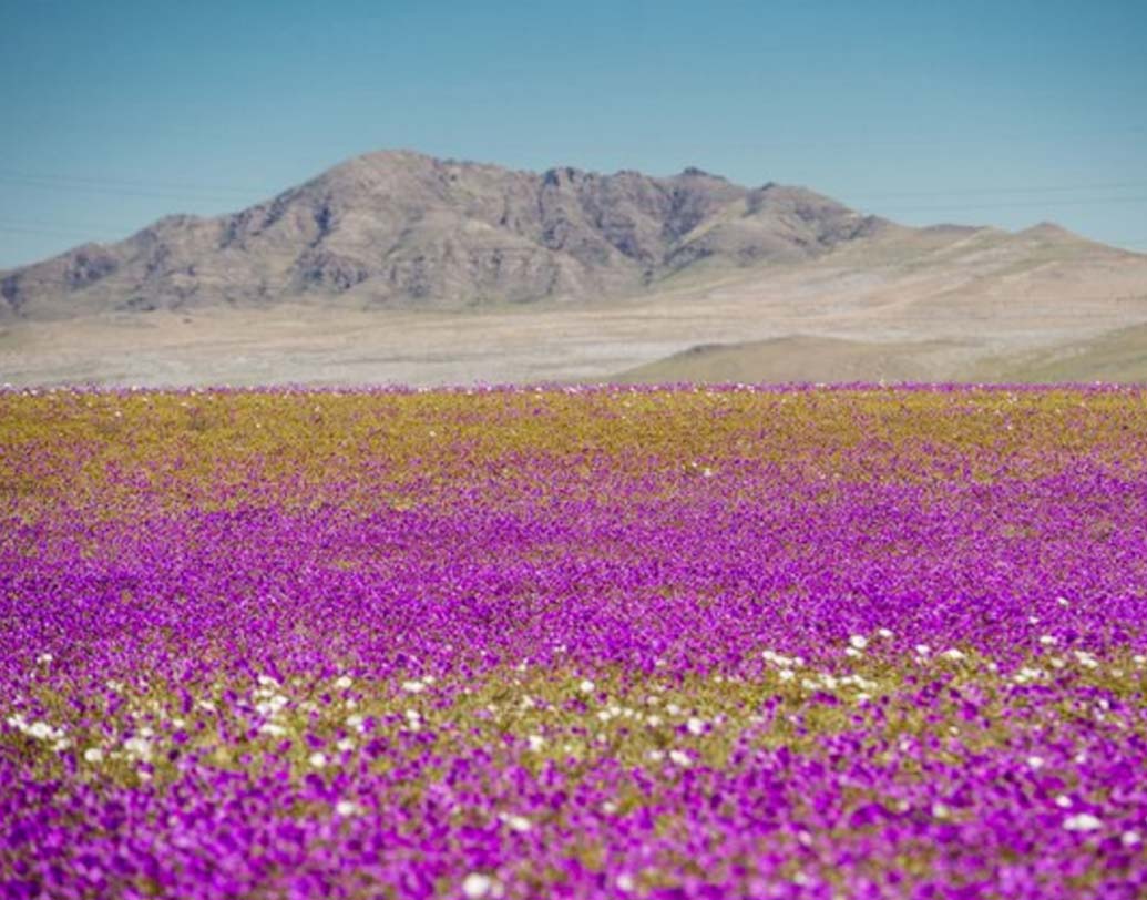 Thousands of colorful flowers blooms at World's Driest Desert after rare rain dgtl