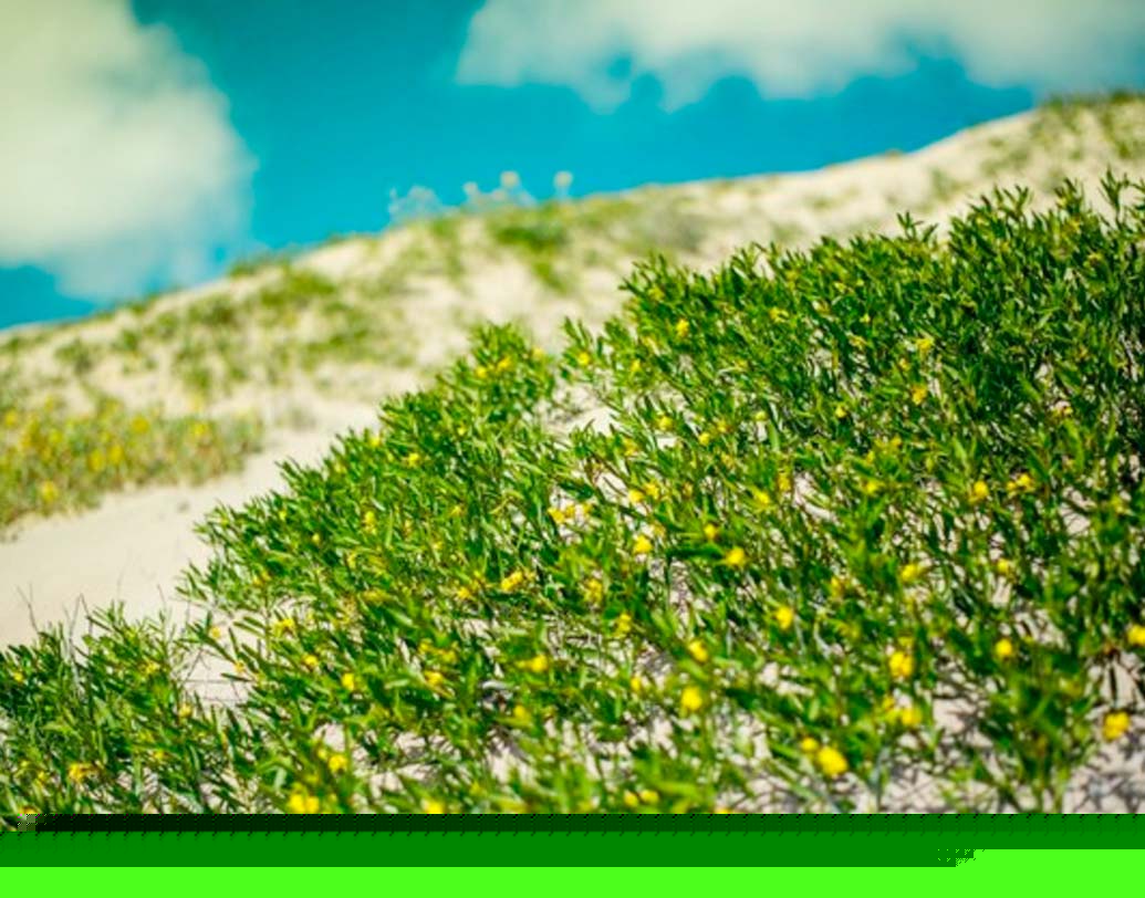 অন্তত ২০০ আলাদা আলাদা রকমের ফুলে ভরে গিয়েছে গোটা আতাকামা।