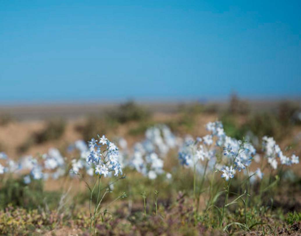 চিলের আতাকামা মরুভূমিকে বিশ্বের শুষ্কতম মরুভূমি বলে মনে করা হয়।