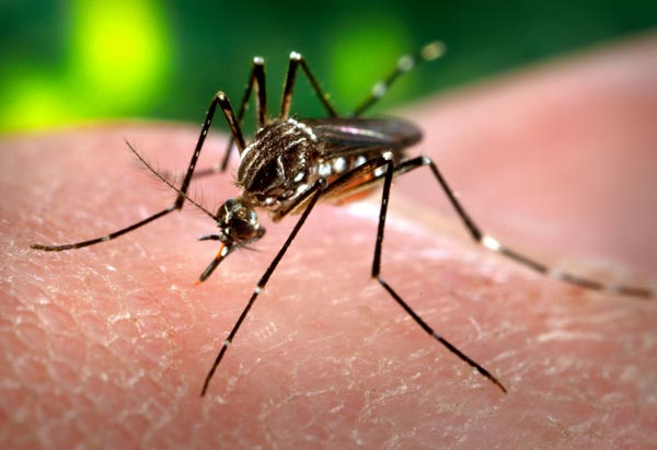 Dengue fever increasing in West Medinipur