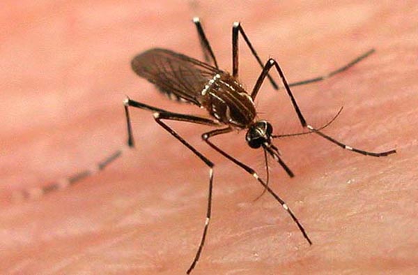 Municipality taking steps to prevent dengue in area