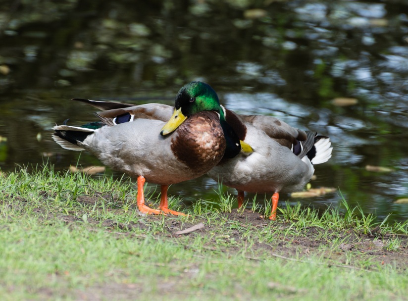 পাখিদের মধ্যেও বেশ পরিচিত সমকামিতা। মার্লড ডাকদের মধ্যে দেখা যায় সমলিঙ্গে আকর্ষণ।