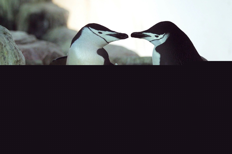 চিনস্ট্র্যাপ পেঙ্গুইনদের মধ্যেও সমকামিতা দেখা যায়।