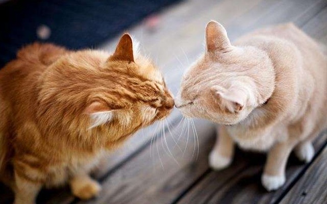 সমলিঙ্গে আকর্ষণ করে কুকুর ও বিড়ালরাও।