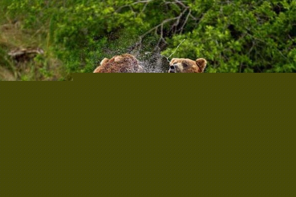 পান্ডা, বাদামী ইঁদুর, বাদামী ভল্লুকদের মধ্যেও দেখা যায় এই অভ্যাস।