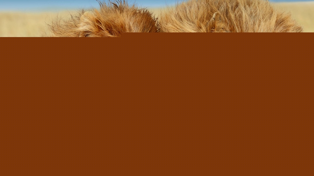 এই তালিকায় রয়েছে শেয়াল, সিংহ, হনুমানও।