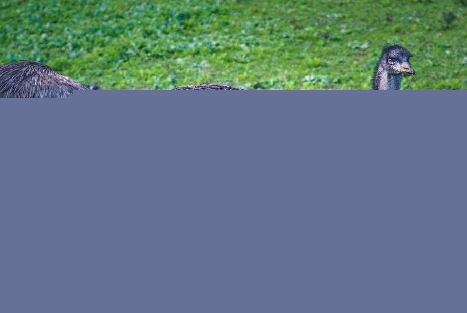 পাখিদের মধ্যে রয়েছে আরও অনেক প্রজাতি, যাদের মধ্যে সমকাম দেখা যায়। যেমন: এমু, মুরগী, অস্ট্রিচ, শকুন ইত্যাদি।