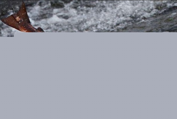 মৎস জগতও বাদ যায় না। যেমন: স্যমন, গ্রেলিং, অ্যামাজন মলি, গুইয়ানা লিফফিশ, জুয়েল ফিশ ইত্যাদি।