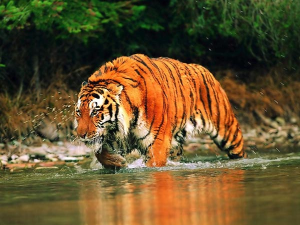Forest Department to arrange more cameras to keep eyes on tigers