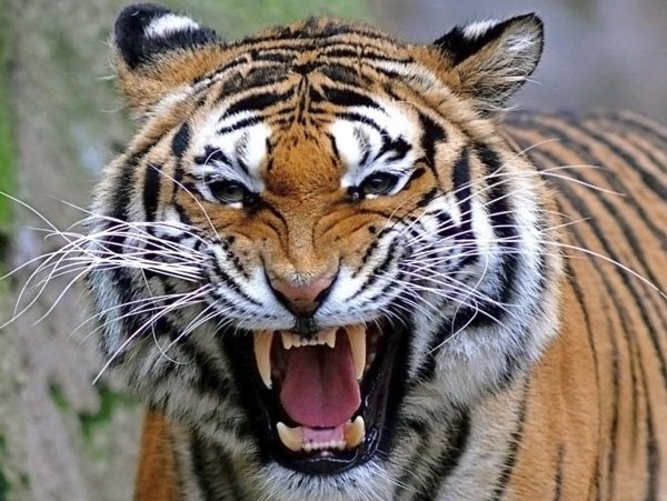 A Royal Bengal Tiger waiting to leave from Alipore Zoo