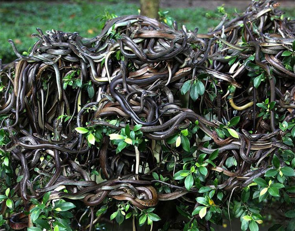 ব্রাজিলের সাও পাওলোর স্নেক আইল্যান্ড: ৯৩ মাইলজুড়ে বিস্তৃত এই দ্বীপের প্রায় ১০ বর্গফুটে রয়েছে এক থেকে পাঁচটি সাপ। এই দ্বীপে যে সাধারণের প্রবেশ নিষেধ থাকবে, তা বলাই বাহুল্য।