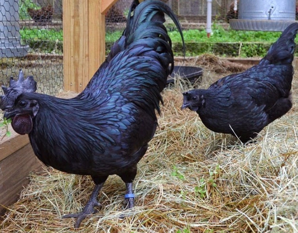 আয়াম সেমানি ব্ল্যাক চিকেন: ইন্দোনেশিয়ায় পাওয়া যায়। বার্ড ফ্লু-র ভয়ে বিদেশে রফতানি করা হয় না। খুব বিরল প্রজাতির। ইন্দোনেশিয়ায় একটা মুরগিছানার দাম প্রায় ১৫ হাজার টাকা। ইন্দোনেশিয়ার বাইরে এর একটার দাম ৭৪ হাজার টাকা।