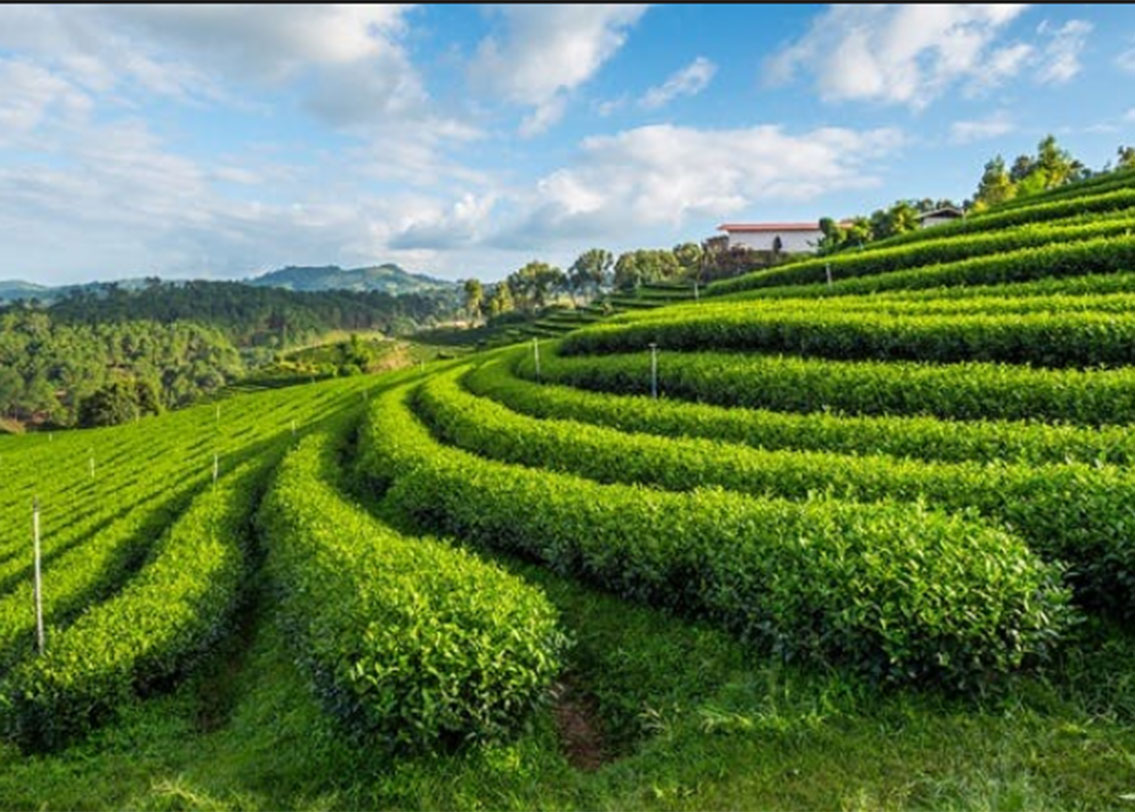 বিশ্বের মোট ৫১টি দেশ প্রতিযোগিতায় অংশ নিয়েছিল। তাদের পিছনে ফেলে বিশ্বের প্রথম সম্পূর্ণ অর্গানিক এগ্রিকালচার রাজ্য ঘোষণা করা হল সিকিমকে।