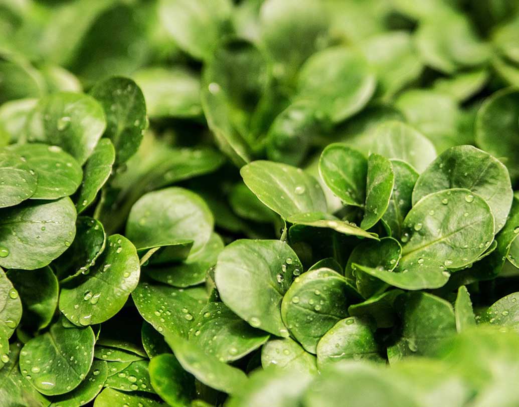 লেটুস: এক কাপ লেটুসে আছে ৩৪ ক্যালোরি। শরীর সচেতন মানুষরা স্যালাডে যোগ করেন এই শাক। এর পুষ্টিগুণ যেমন প্রচুর তেমনই  এতে রয়েছে পর্যাপ্ত ভিটামিন কে। রক্ত পরিশুদ্ধ রাখতে, রক্ত জমাট বাঁধতে সাহায্য করে লেটুস। কম ক্যালোরির খাবার হওয়ায় শরীরের বেড়তি মেদকেও সরিয়ে দিতে ওস্তাদ এই শাক। ছবি: পিক্সঅ্যাবে।