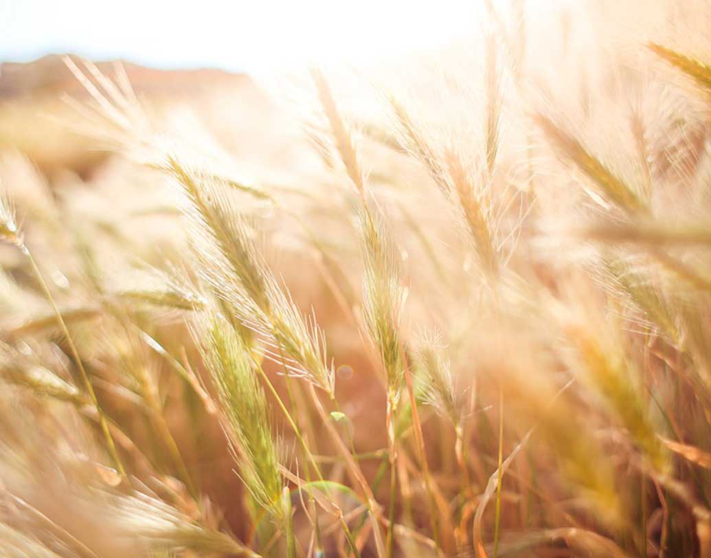 বিয়ার তৈরির মূল উপাদান হল বার্লি। এটির ফলনে বিশ্বের প্রথম সারিতে রয়েছে রাশিয়া, জার্মানি, ফ্রান্স, ইউক্রেন, অস্ট্রেলিয়া, কানাডা, স্পেন।