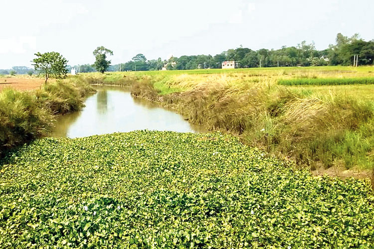 কচুরিপানায় মজেছে খাল। নিজস্ব চিত্র