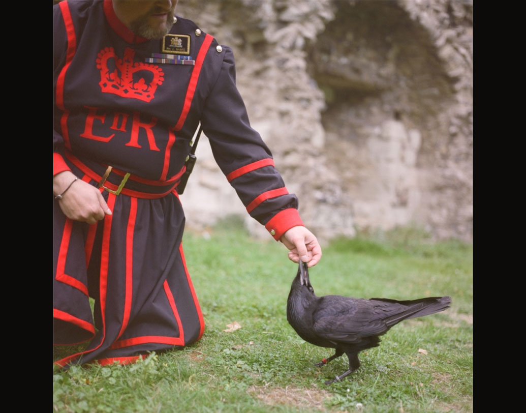 এই টাওয়ারের অন্যতম বাসিন্দা আটটি পাখি। ১১০০ সাল থেকে একটা ‘মিথ’ চলে আসছে, কাকগুলি টাওয়ার ছেডে় গেলেই ভেঙে পড়তে পারে দুর্গ। নেমে আসতে পারে অভিশাপ।