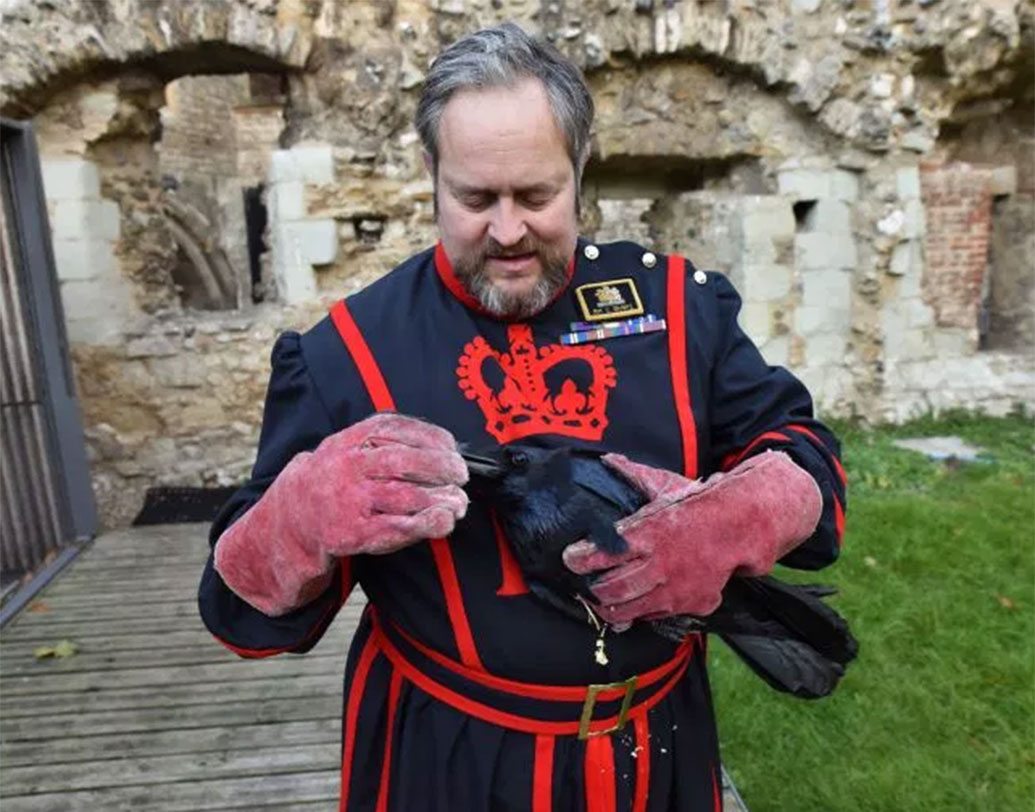 এই র‌্যাভেন মাস্টার কিন্তু রীতিমতো সেলেব্রিটি। মাথায় হ্যাট, লাল কোট পরে দিব্যি খোশমেজাজে থাকেন এই প্রাক্তন মেশিন গানার, মন দিয়ে দেখভাল করেন কাকগুলির। কিন্ত কী খেতে দেন?