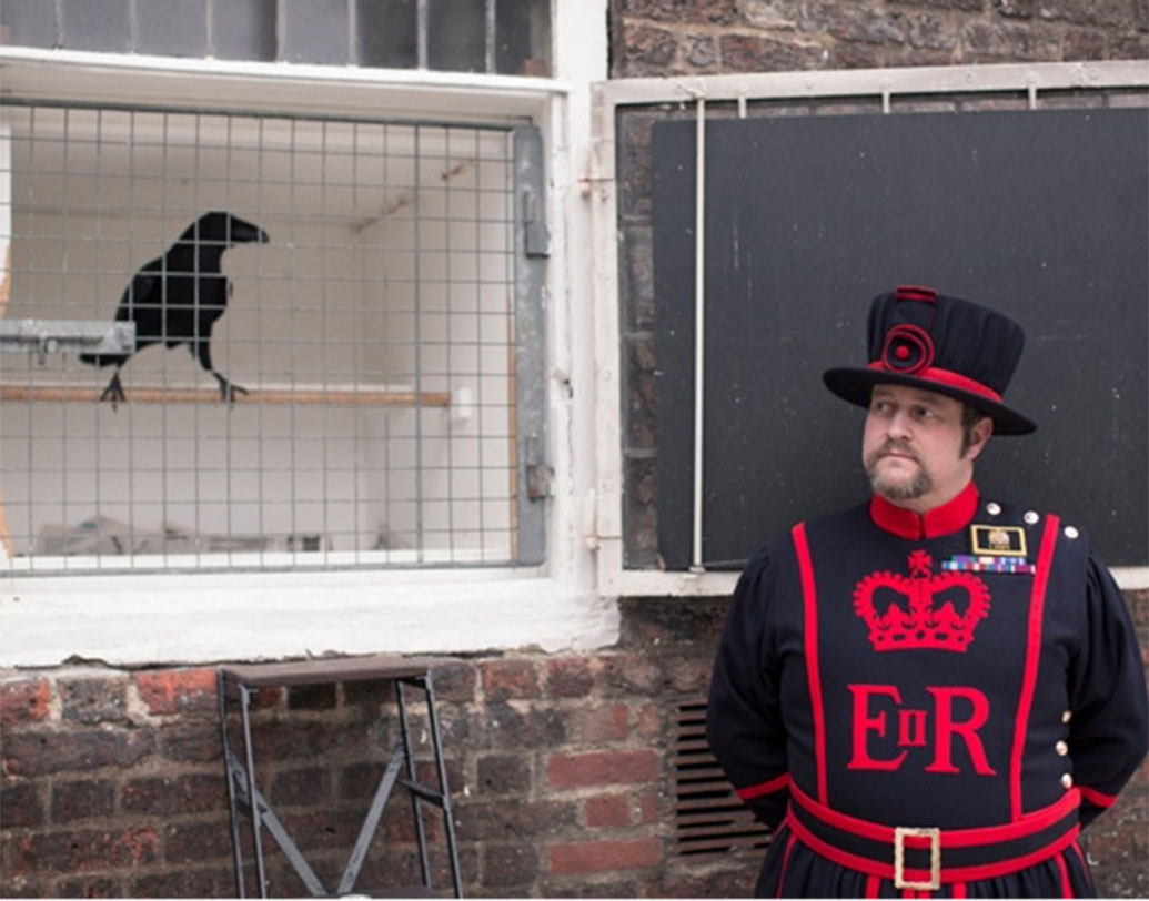 রাতে খাঁচায় রাখা হয় কাকগুলিকে। কারণ ২০১৩ সালে দুটি কাককে শিয়াল খেয়ে গিয়েছিল।