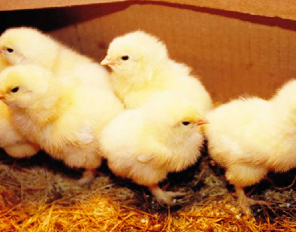 মঙ্গোলিয়াতে আবার অদ্ভুত এক নিয়ম। বিয়ের দিন ক্ষণ চূড়ান্ত হওয়ার আগেই মুরগির ছানাকে আর তার লিভারকে পর্যবেক্ষণ করতে হয়। মুরগি ছানার লিভার ভাল পেলেই তবে বিয়ের দিন চূড়ান্ত হবে। আর ভাল লিভার না পেলে ছুরি দিয়ে একের পর এক মুরগির ছানা কেটেই যাবেন নবদম্পতি।