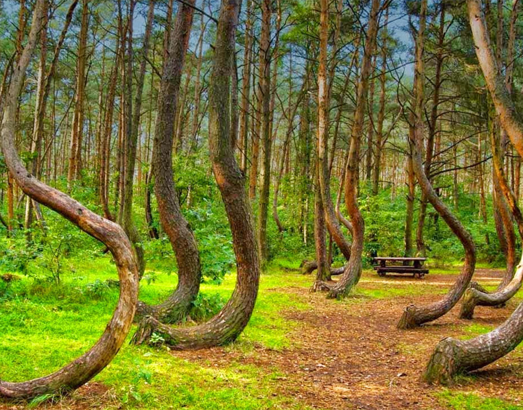 ক্রুকেড ফরেস্টে ২২টি সারিতে শ’চারেক অদ্ভুত আকারের পাইন গাছ রয়েছে। বিচিত্র ভাবে বেঁকে রয়েছে গাছগুলি। মাটির কাছ থেকে কাণ্ডটা ইংরেজি বর্ণমালার তৃতীয় অক্ষর ‘সি’-এর আকৃতিতে বেঁকে রয়েছেও বলা যেতে পারে।