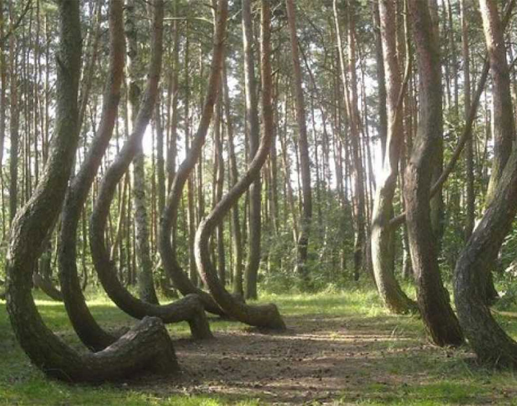 ওই গাছের কাঠ দিয়ে নৌকা তৈরির উদ্দেশ্যে এগুলি লাগানো হয়েছিল। তবে কেন এই গাছগুলি এমন বিচিত্র ভাবে বেঁকে গেল, তা আজও জানা যায়নি।
