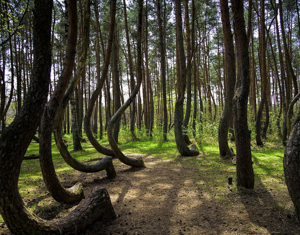 কারও মতে, কোনও এক তুষার ঝড়ে গাছগুলির এ রকম অবস্থা হয়েছে।