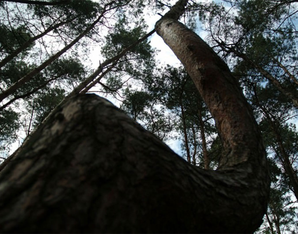 কেউ বলেন, কৃত্রিম কোনও পদ্ধতি অবলম্বন করে যান্ত্রিক পদ্ধতিতে এই গাছগুলিকে এমন করে আকৃতি দেওয়া হয়েছিল। কিন্তু সেই পদ্ধতি কী, তা কেউ বলতে পারেনি। সেগুলিকে নাকি বলা হত, কম্পাস টিম্বার।