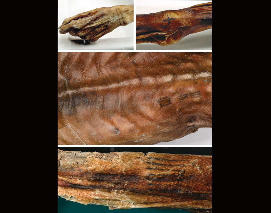 গবেষকরা বলেন, খাবারে কার্বোহাইড্রেট, প্রোটিন এবং ফ্যাট ছিল। কাজেই তা সুষম বলা যায়। শেষ খাবার ছিল মাংস। ইউরোপিয়ান আল্পসে এক ধরনের বুনো ছাগল ছিল, যার নাম আলপাইন আইবেক্স। খুব সম্ভবত এরই মাংস খেয়েছিলেন এই প্রাচীন মানুষ।