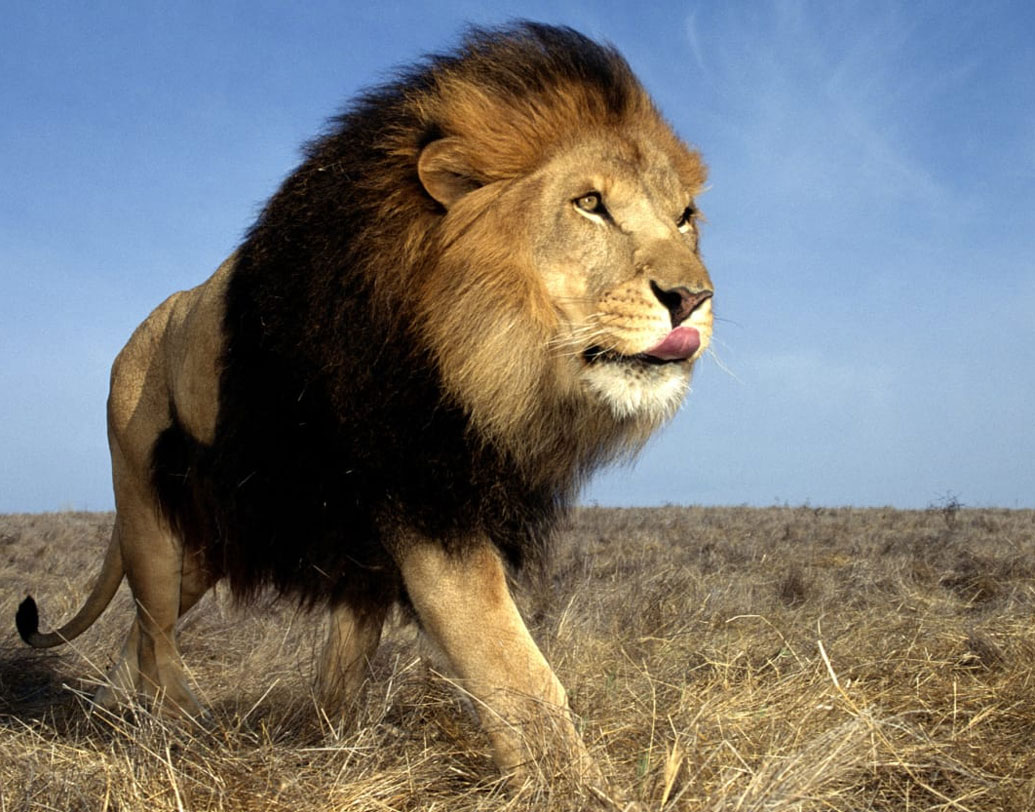 এই পান্নার নাম ইনকালামু। স্থানীয় বেম্বা ভাষায় এর মানে সিংহ। ছোট ছোট টুকরো করে এই বিশাল পান্নাটিকে নভেম্বরে নিলামে তোলা হবে।