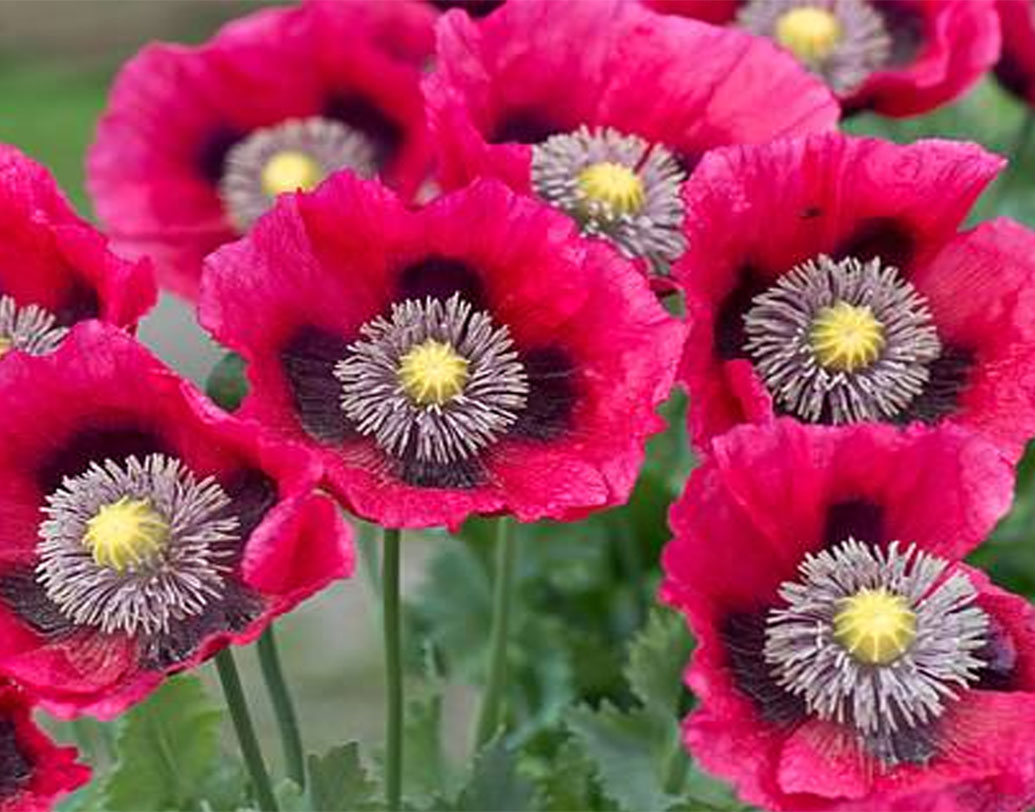 এ বার রাসায়নিক প্রমাণ মিলল প্রাচীন মাদকের। আমেরিকার ইয়র্ক বিশ্ববিদ্যালয় ও ব্রিটিশ মিউজিয়ামের বিজ্ঞানীরা দেখেছেন, সাইপ্রাস থেকে পাওয়া ব্রোঞ্জ যুগের একটি জগে যে তৈলাক্ত তরল মিলেছিল, তা আসলে আফিম-জাত একটি উপক্ষার।