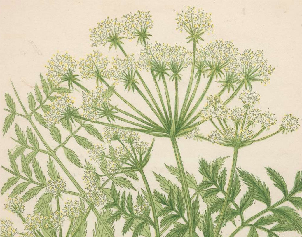 খ্রিস্ট পূর্ব চতুর্শ শতকে ফাদার অব বটানি বলে পরিচিত থিওফরাস্তাস এবং চিকিৎসক থ্রাসায়াস বলেন, হেমলক ও আফিমের রস এক সঙ্গে খেলে যন্ত্রণাহীন মৃত্যুও সম্ভব!