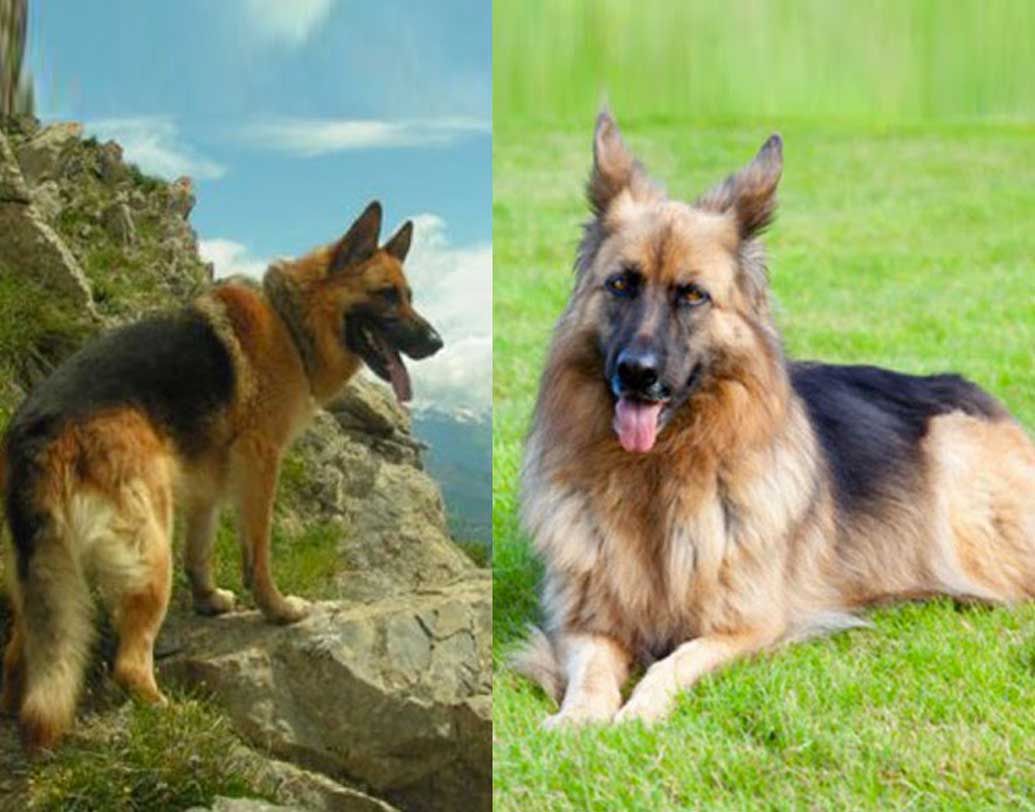 Luxurious lifestyle of world's richest dog dgtl