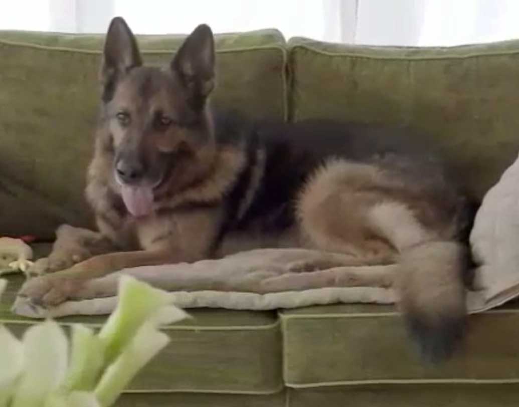 তার মৃত্যুর পর ওই টাকা যায় ছেলে চতুর্থ গান্থারের নামে। বিভিন্ন সংস্থায় বিনিয়োগ করার পর ফুলেফেঁপে ওই টাকা এই মুহূর্তে ৪০ কোটি মার্কিন ডলারে দাঁড়িয়েছে। ভারতীয় মুদ্রায় যা প্রায় ৩ হাজার কোটি টাকা।