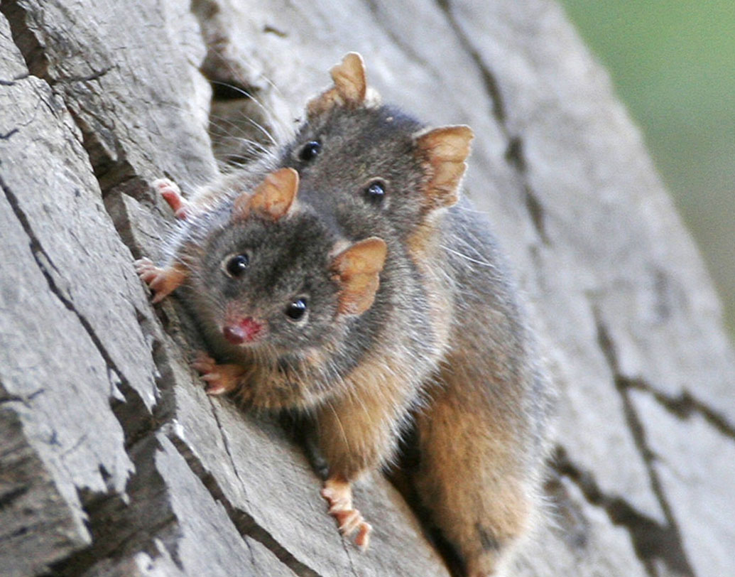 তবে সব ধরনের নয়, শুধুমাত্র অ্যান্টিচিনাস মারসুপিয়ালগুলির ক্ষেত্রেই এরকম হচ্ছে।