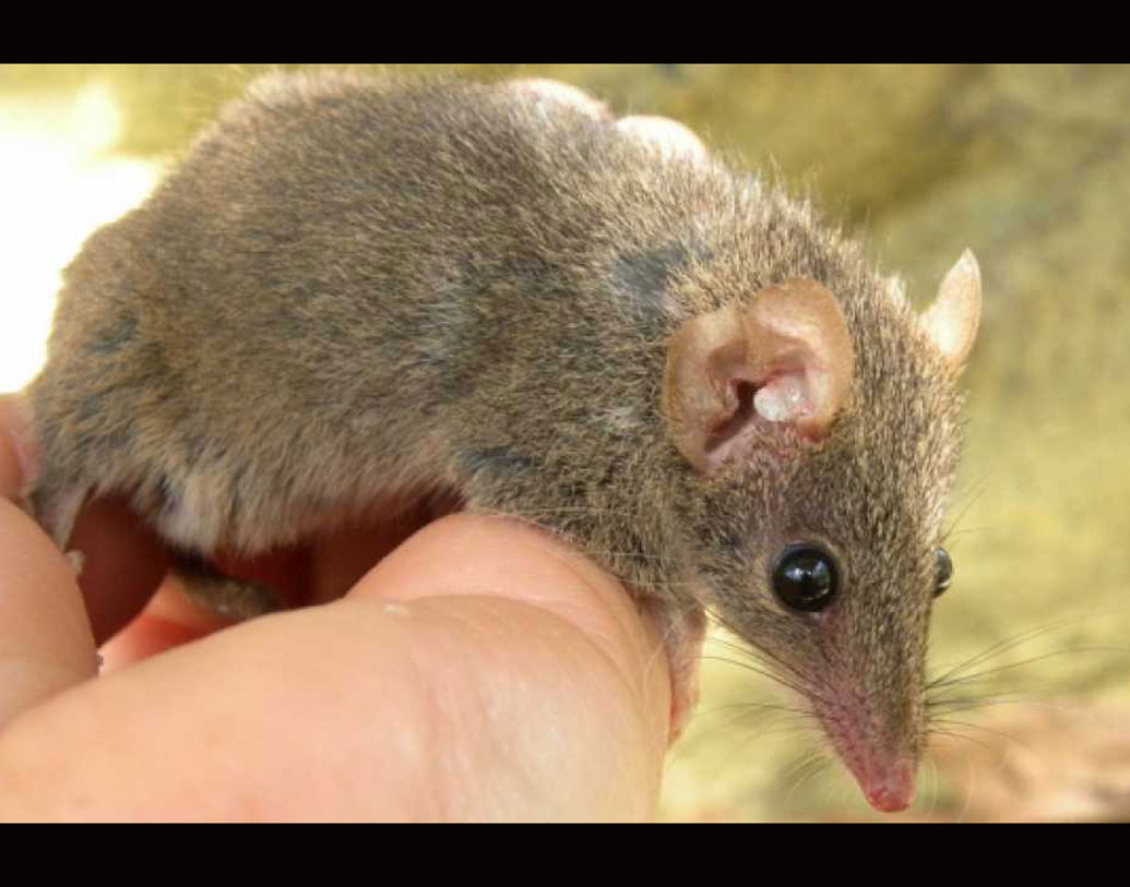 কালো লেজের ধূসর অ্যান্টিচিনাস আর রুপোলি মাথা অ্যান্টিচিনাস— এই দু’টি প্রজাতির পুরুষদের ক্ষেত্রেই এমন নিদর্শন দেখতে পেয়েছেন বিজ্ঞানীরা।