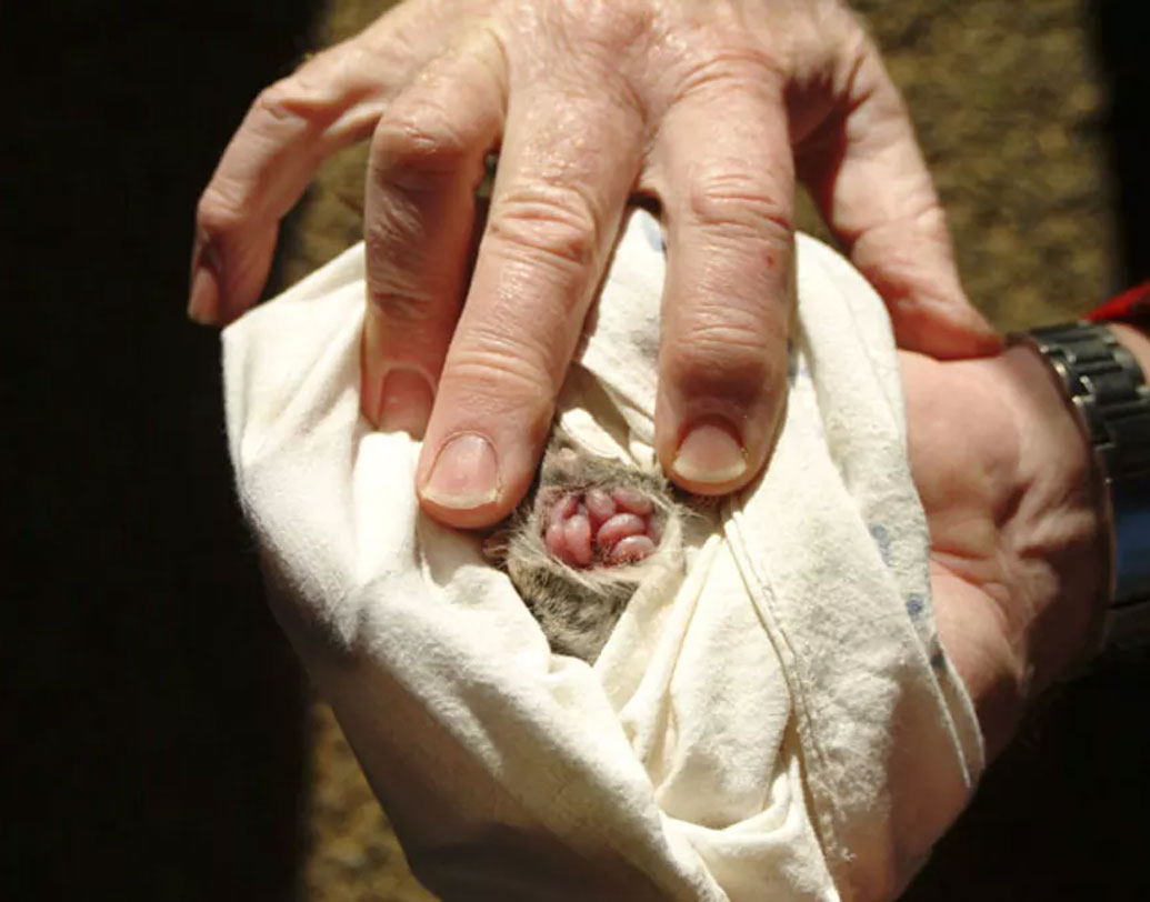 বেশির ভাগ ক্ষেত্রে দু’এক বার ভয়ঙ্কর এই মিলনের পরই মৃত্যু হয় পুরুষটির। জীবনচক্র এক বছরও গড়ায় না।