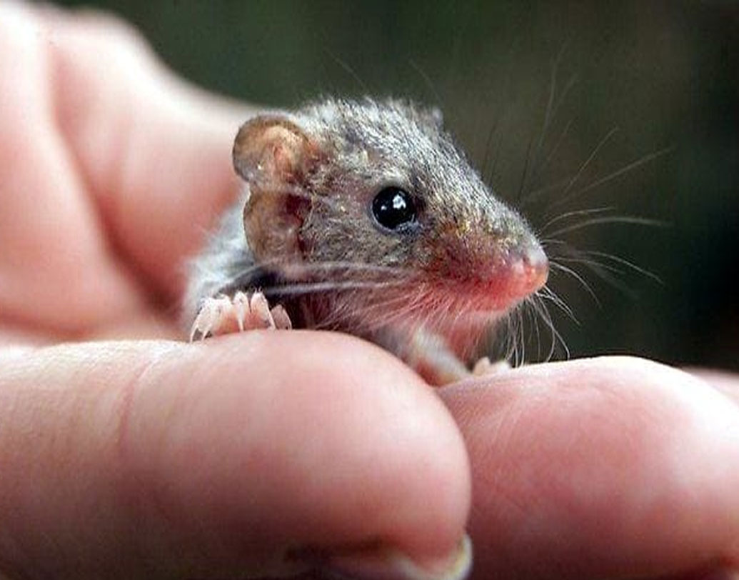 প্রাণীবিজ্ঞানীদের দুশ্চিন্তা, কয়েক দশক আগেও এই দু’টি প্রজাতির সংখ্যা বর্তমানের থেকে অন্তত দশ গুণ ছিল। এখন শুধুমাত্র কুইন্সল্যান্ডের তিনটি জায়গায় সামান্য কিছু প্রাণী বেঁচে রয়েছে।