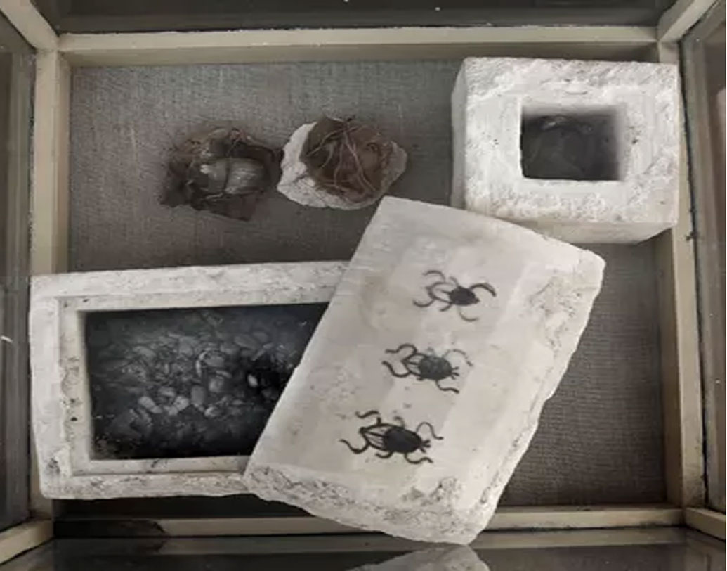 ২০১৩ সালে এখানে খননকার্য শুরু হয়ে বন্ধ করে দেওয়া হয়েছিল। এর পর খনন শুরু হয় চলতি বছর এপ্রিল মাসে। মাস কয়েক খোঁড়ার পর আয়তাকার চুনাপাথরের ভাস্কর্যে অলঙ্কৃত পাথরের শবাধারে দু’টি মমি পাওয়া যায়, তাতে তিনটি গুবরে-পোকা মেলে।