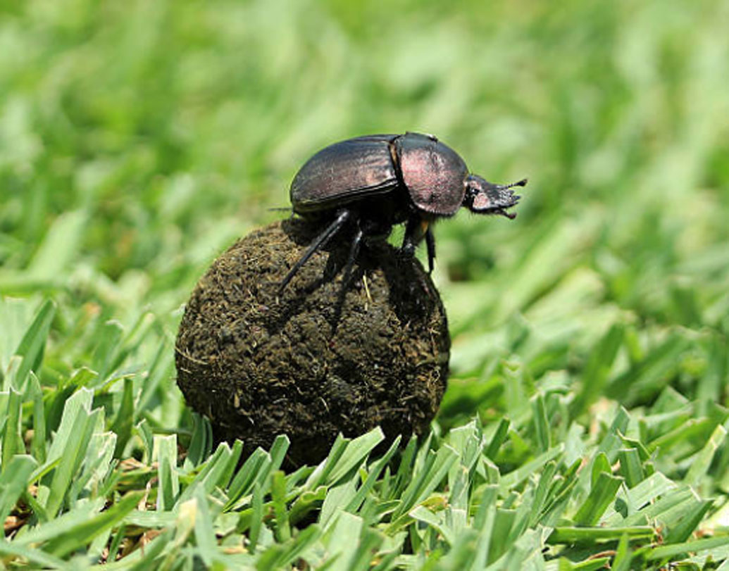 সাকারা ছিল মেমফিসের নেক্রোপলিস, মিশরের প্রাচীন রাজধানী। সেখানে ধর্মীয় কারণেই মৃত্যুর পর মানবদেহের মমির সঙ্গে দেওয়া হত জীবন্ত গুবরে পোকা।