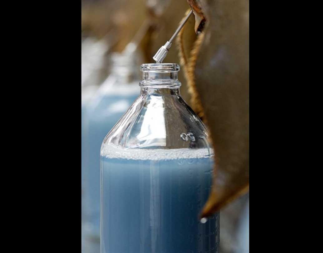 এই রক্তের অসাধারণ ক্ষমতা বলে লিমিউলাস বা অশ্বক্ষুরাকৃতি কাঁকড়ারা যে কোনও ধরনের ব্যাকটেরিয়া এবং বিষাক্ত পদার্থ থেকে নিজেদের রক্ষা করতে পারে। তাই চিকিৎসাবিজ্ঞানে এদের গুরুত্ব অপরিসীম।