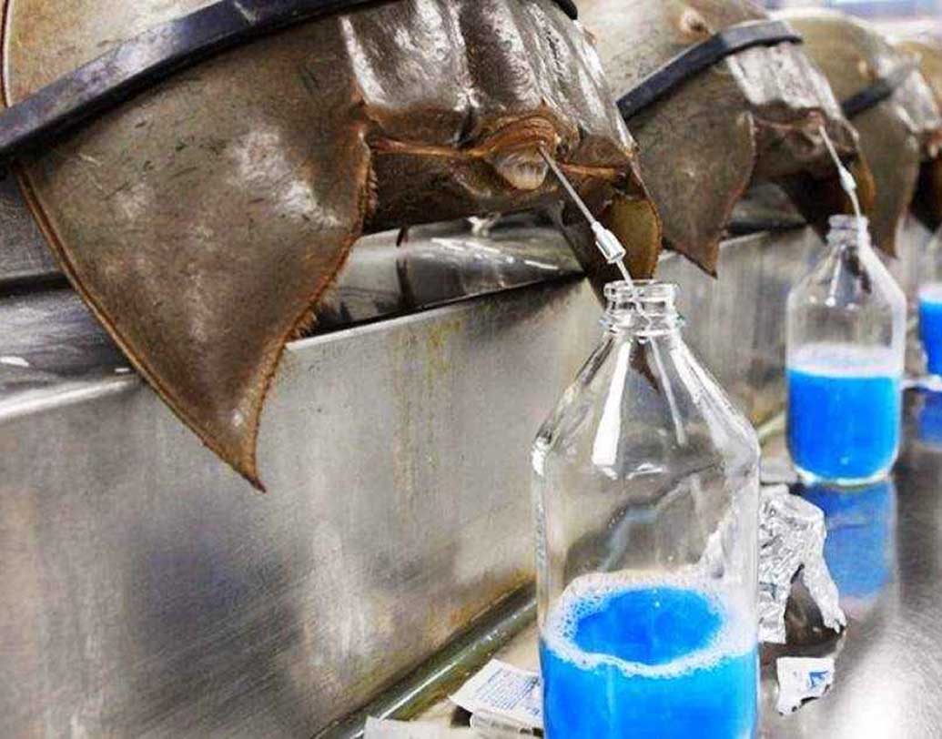 এদের রক্তের রঙ নীল কেন? বিজ্ঞানীরা জানান, মেরুদণ্ডী প্রাণীরা সাধারণত হিমোগ্লোবিনে লোহার উপস্থিতিকে কাজে লাগিয়ে রক্তে অক্সিজেন পরিবহণ করে থাকে। কিন্তু এদের ক্ষেত্রে ব্যাপারটি আলাদা।