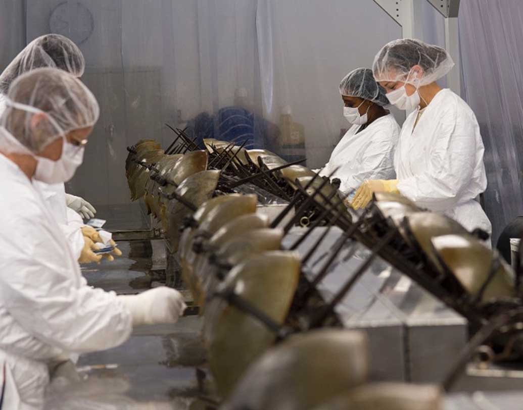 এই কাঁকড়াগুলি আসলে জীবনদায়ী। এরা নিজেরাই রক্ত দেয় বলা যায়।প্রতি বছর প্রায় ছয় লক্ষ কাঁকড়া ধরা হয় আমেরিকার সমুদ্রতট থেকে। এর মধ্যে তাদের থেকে ৩০ শতাংশ রক্ত নেওয়া হয়।